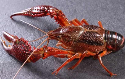 鮮活小龍蝦進口清關怎么操作？需要多長時間？