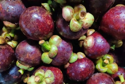 越南山竹進(jìn)口清關(guān)費(fèi)用_水果山竹進(jìn)口清關(guān)流程