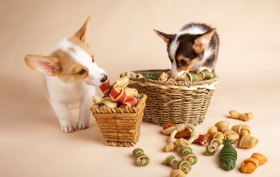 美國(guó)貓犬糧進(jìn)口清關(guān)