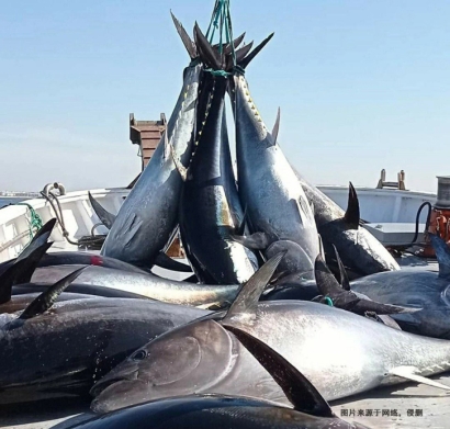 日本藍(lán)鰭金槍魚進(jìn)口報(bào)關(guān)流程到深圳水產(chǎn)品案例