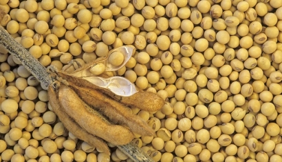 大豆進(jìn)口清關(guān)費(fèi)用大概多少-省時(shí)省力省錢(qián)