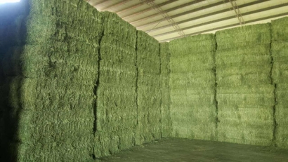 青島進口苜蓿草清關流程？苜蓿草進口準入國家