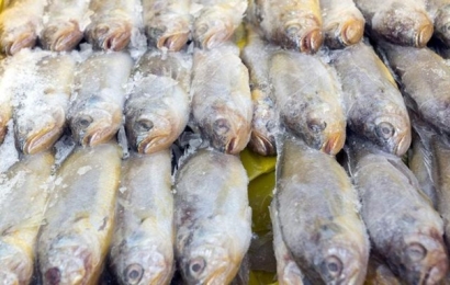 青島冷凍魚進口清關(guān)實用知識，建議看看