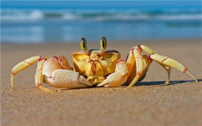 進(jìn)口鮮活螃蟹報關(guān)清關(guān)注意事項(xiàng)，不了解的可以看看