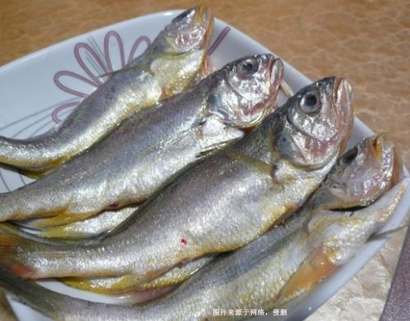 廣州冷凍魚(yú)報(bào)關(guān)行：阿根廷冷凍石首魚(yú)進(jìn)口報(bào)關(guān)資料