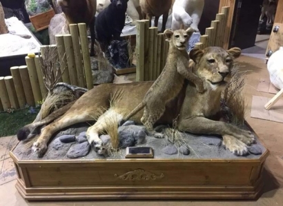 進(jìn)口動物標(biāo)本清關(guān)/報關(guān)代理要求是怎樣的