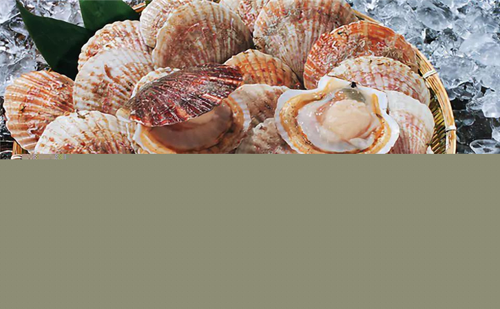 菲律賓扇貝進口報關代理公司 菲律賓扇貝進口報關